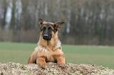 BERGER ALLEMAND 1176
